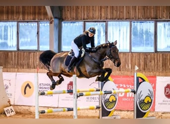 KWPN, Ruin, 11 Jaar, 170 cm, Roodbruin