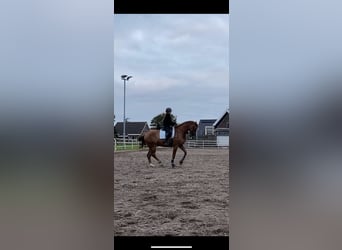 KWPN, Ruin, 11 Jaar, 170 cm, Vos