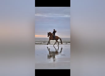 KWPN, Ruin, 11 Jaar, 170 cm, Vos