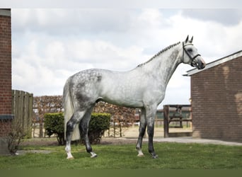 KWPN, Ruin, 11 Jaar, 171 cm, Wit