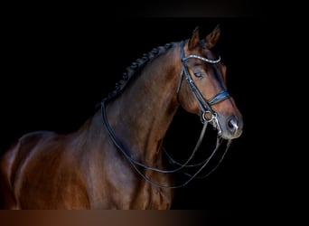KWPN, Ruin, 11 Jaar, 172 cm, Donkerbruin
