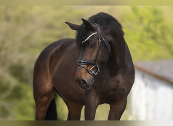 KWPN, Ruin, 11 Jaar, 172 cm, Donkerbruin