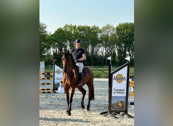 KWPN, Ruin, 11 Jaar, 173 cm, Bruin