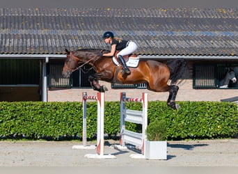 KWPN, Ruin, 11 Jaar, 174 cm, Donkerbruin