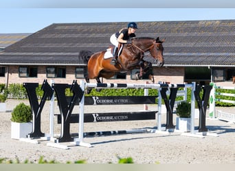 KWPN, Ruin, 11 Jaar, 174 cm, Donkerbruin