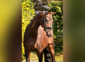 KWPN, Ruin, 11 Jaar, 175 cm, Donkerbruin