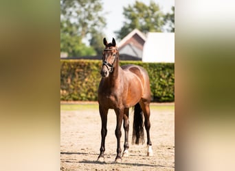 KWPN, Ruin, 11 Jaar, 175 cm, Donkerbruin