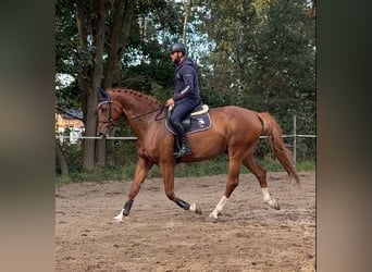 KWPN, Ruin, 11 Jaar, 175 cm, Donkere-vos