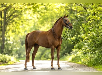 KWPN, Ruin, 11 Jaar, 175 cm, Roodvos