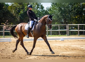 KWPN, Ruin, 11 Jaar, 176 cm, Donkerbruin