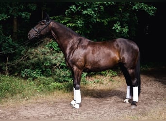 KWPN, Ruin, 11 Jaar, 176 cm, Zwart
