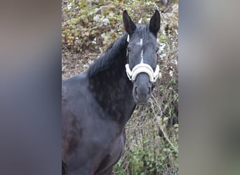 KWPN, Ruin, 11 Jaar, 177 cm, Zwartbruin