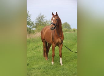 KWPN, Ruin, 11 Jaar, 180 cm, Vos