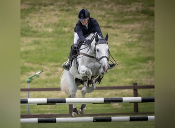 KWPN, Ruin, 11 Jaar, Schimmel