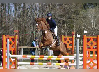 KWPN, Ruin, 12 Jaar, 164 cm, Donkere-vos