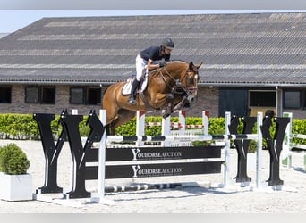 KWPN, Ruin, 12 Jaar, 166 cm, Bruin