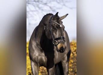 KWPN, Ruin, 12 Jaar, 167 cm, Donkerbruin