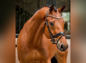 KWPN, Ruin, 12 Jaar, 168 cm, Bruin