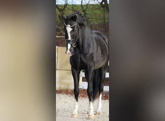 KWPN, Ruin, 12 Jaar, 168 cm, Zwart
