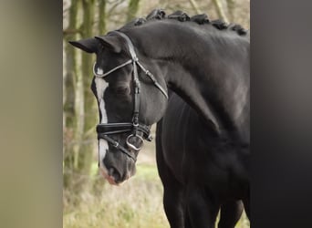 KWPN, Ruin, 12 Jaar, 168 cm, Zwart