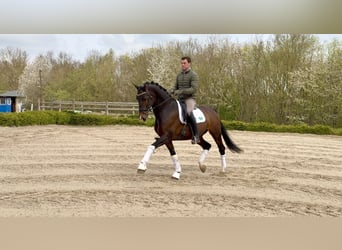 KWPN, Ruin, 12 Jaar, 170 cm, Bruin