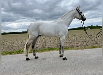 KWPN, Ruin, 12 Jaar, 170 cm, Schimmel