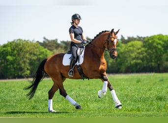 KWPN, Ruin, 12 Jaar, 172 cm, Roodbruin