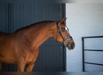 KWPN, Ruin, 12 Jaar, 172 cm, Roodbruin