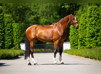 KWPN, Ruin, 12 Jaar, 172 cm, Roodbruin