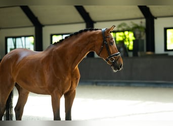 KWPN, Ruin, 12 Jaar, 172 cm, Roodbruin