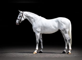KWPN, Ruin, 12 Jaar, 173 cm, Schimmel