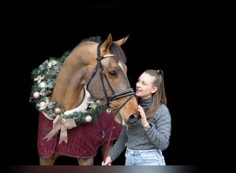 KWPN, Ruin, 12 Jaar, 175 cm, Bruin
