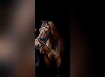 KWPN, Ruin, 12 Jaar, 176 cm, Bruin