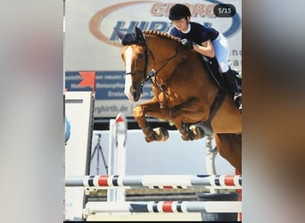 KWPN, Ruin, 12 Jaar, 176 cm, Vos
