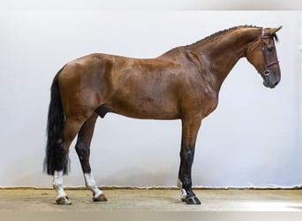 KWPN, Ruin, 12 Jaar, 178 cm, Bruin