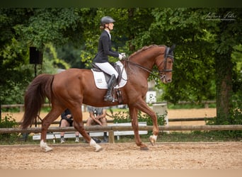 KWPN, Ruin, 12 Jaar, 179 cm, Vos
