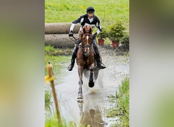 KWPN, Ruin, 12 Jaar, 179 cm, Vos