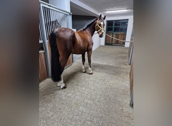 KWPN, Ruin, 13 Jaar, 162 cm, Bruin