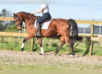 KWPN, Ruin, 13 Jaar, 165 cm, Roodbruin