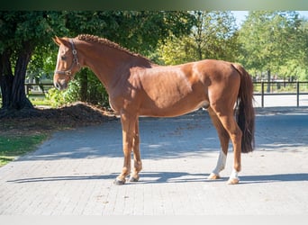 KWPN, Ruin, 13 Jaar, 167 cm, Vos