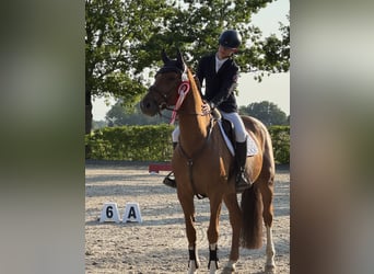 KWPN, Ruin, 13 Jaar, 168 cm, Vos