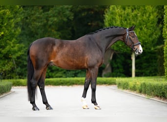 KWPN, Ruin, 13 Jaar, 170 cm, Roodbruin