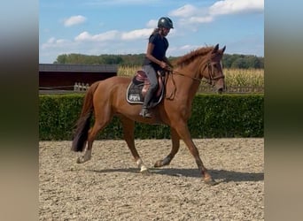 KWPN, Ruin, 13 Jaar, 170 cm, Vos