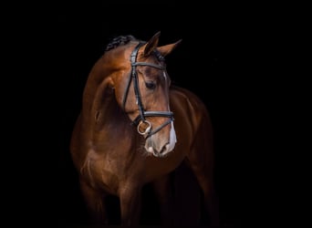 KWPN, Ruin, 13 Jaar, 174 cm, Bruin