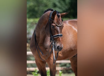 KWPN, Ruin, 13 Jaar, 175 cm, Bruin