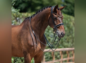 KWPN, Ruin, 13 Jaar, 175 cm, Bruin