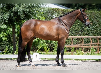 KWPN, Ruin, 13 Jaar, 175 cm, Bruin