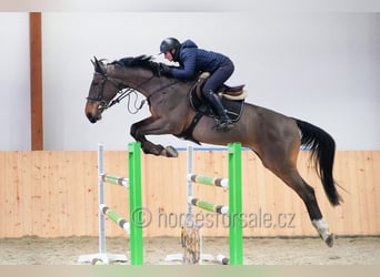 KWPN, Ruin, 13 Jaar, 175 cm, Bruin