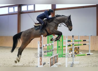 KWPN, Ruin, 13 Jaar, 175 cm, Bruin