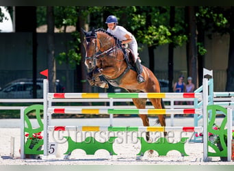 KWPN, Ruin, 13 Jaar, 175 cm, Bruin